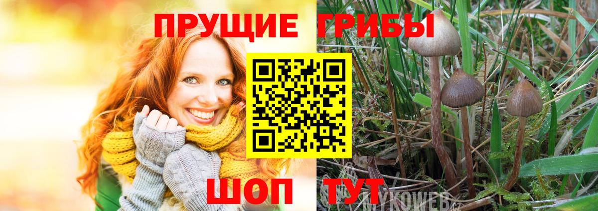 Псилоцибиновые грибы Cubensis  Галлюциногенные грибы Psilocybe  Вход с VPN  Улан-Удэ 